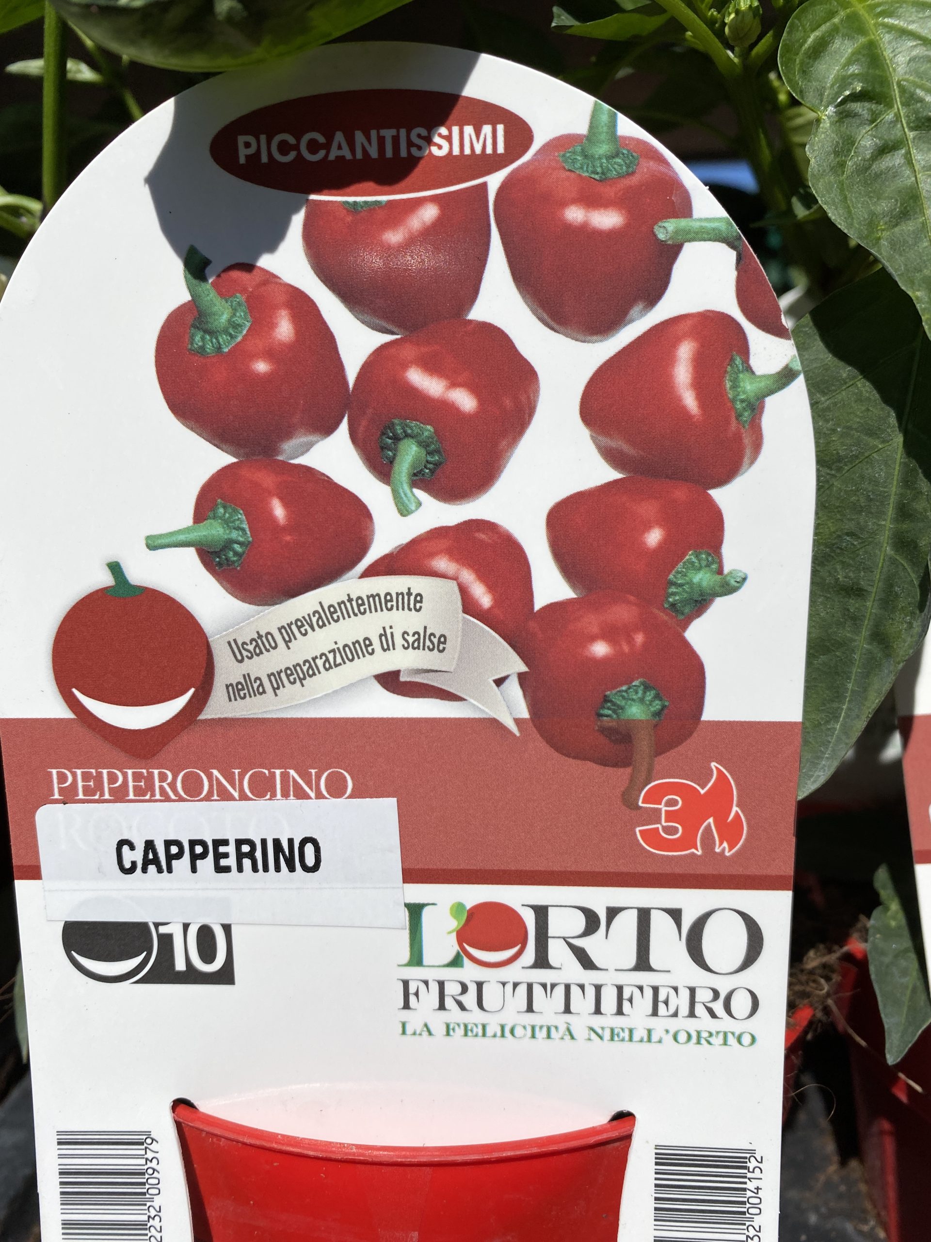 Peperoncino Capperino Vivaio Roma Garden