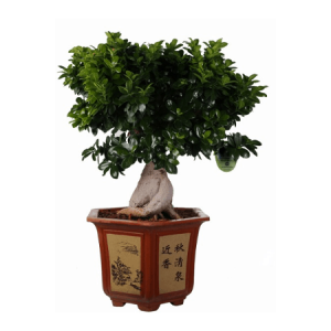 bonsai