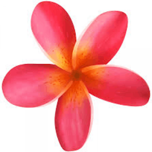 Fiori in Vivaio