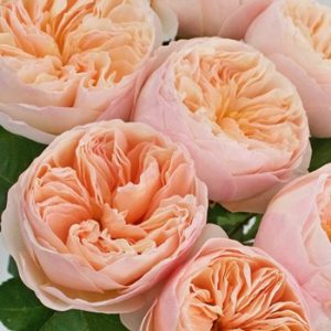 rose inglesi david austin