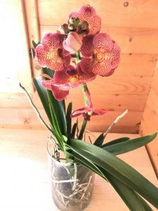piante_da_interno_orchidee