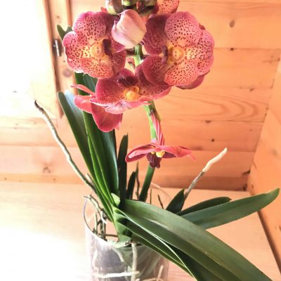 piante_da_interno_orchidee