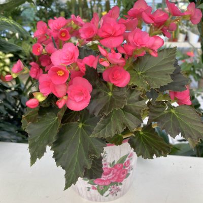 piante_interno_piccole