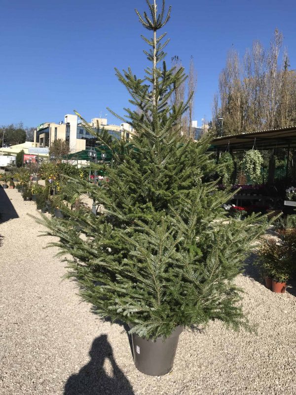 Alberi di Natale Veri Roma Vendita Alberi Consegna e Ritiro a domicilio