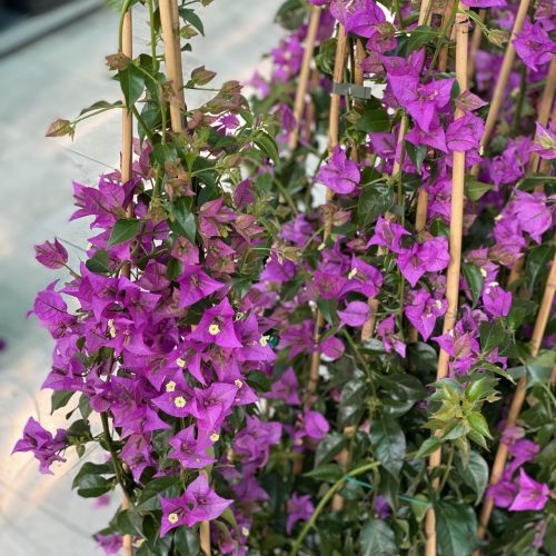 276A8445-7969-49EE-9AEB-7F8AB5E0A03D