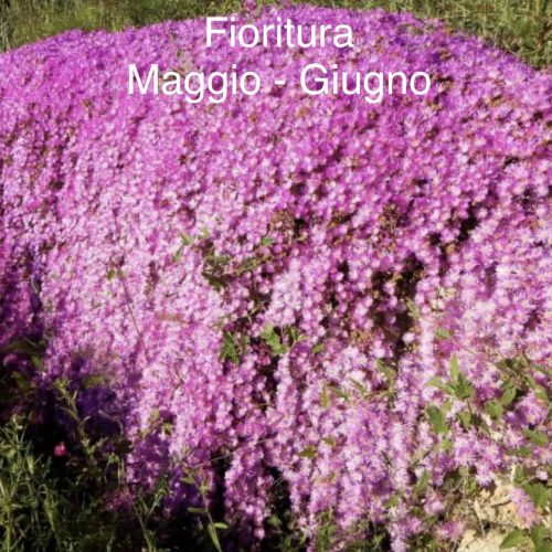 Barba di Giove fioritura