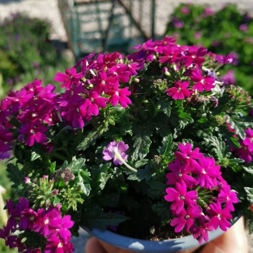 596BB5C2-2B68-49E7-9266-9E8887C10A78