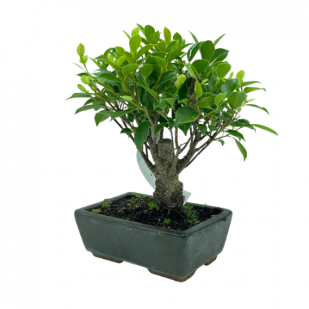 Bonsai di Ficus
