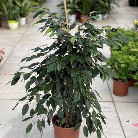 Ficus Benjamin piccolo