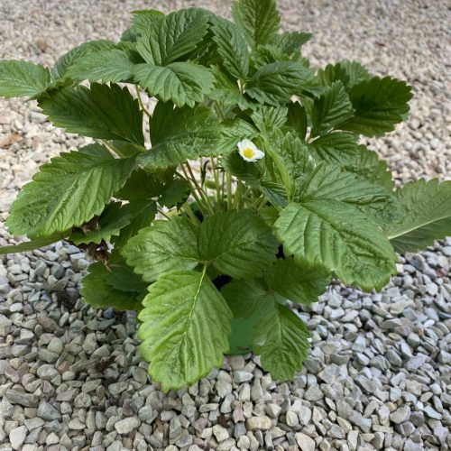 95834E47-047F-4438-BB96-CB1BF4C959A4