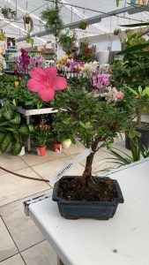 Azalea bonsai