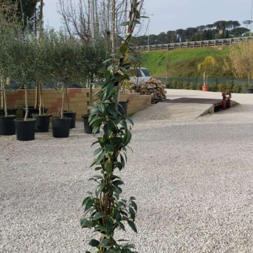 Rincospermum medio