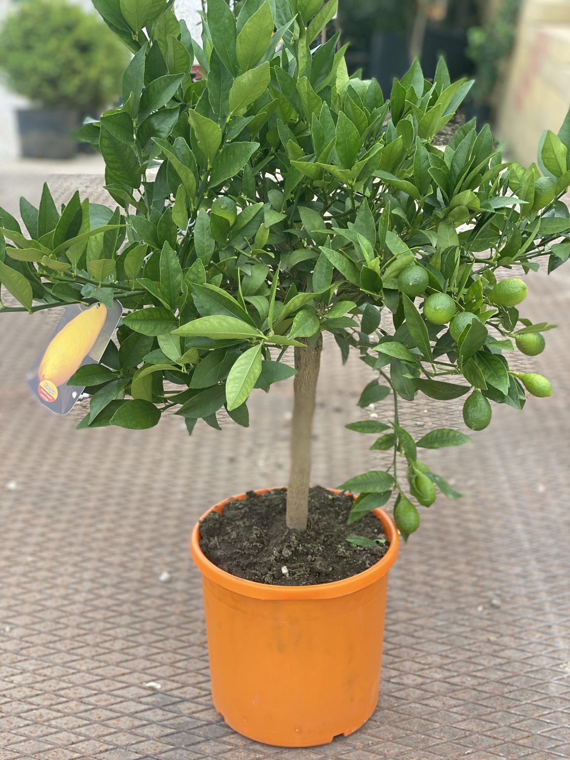 Kumquat piccolo Vivaio Roma Garden