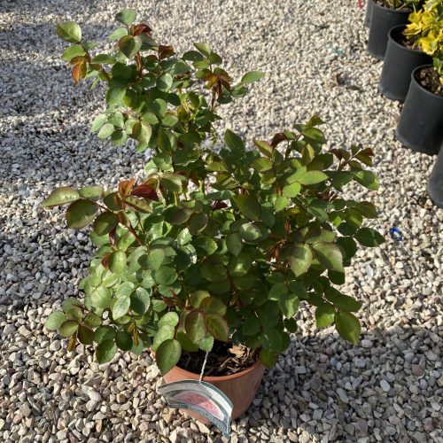 E6A3162C-835A-4EF8-B277-C9B034CB3E0A