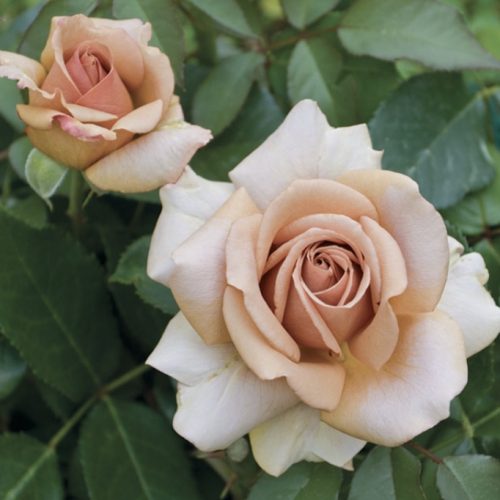 022E5EDF-C16E-47BB-AA7F-0206A94B95A0