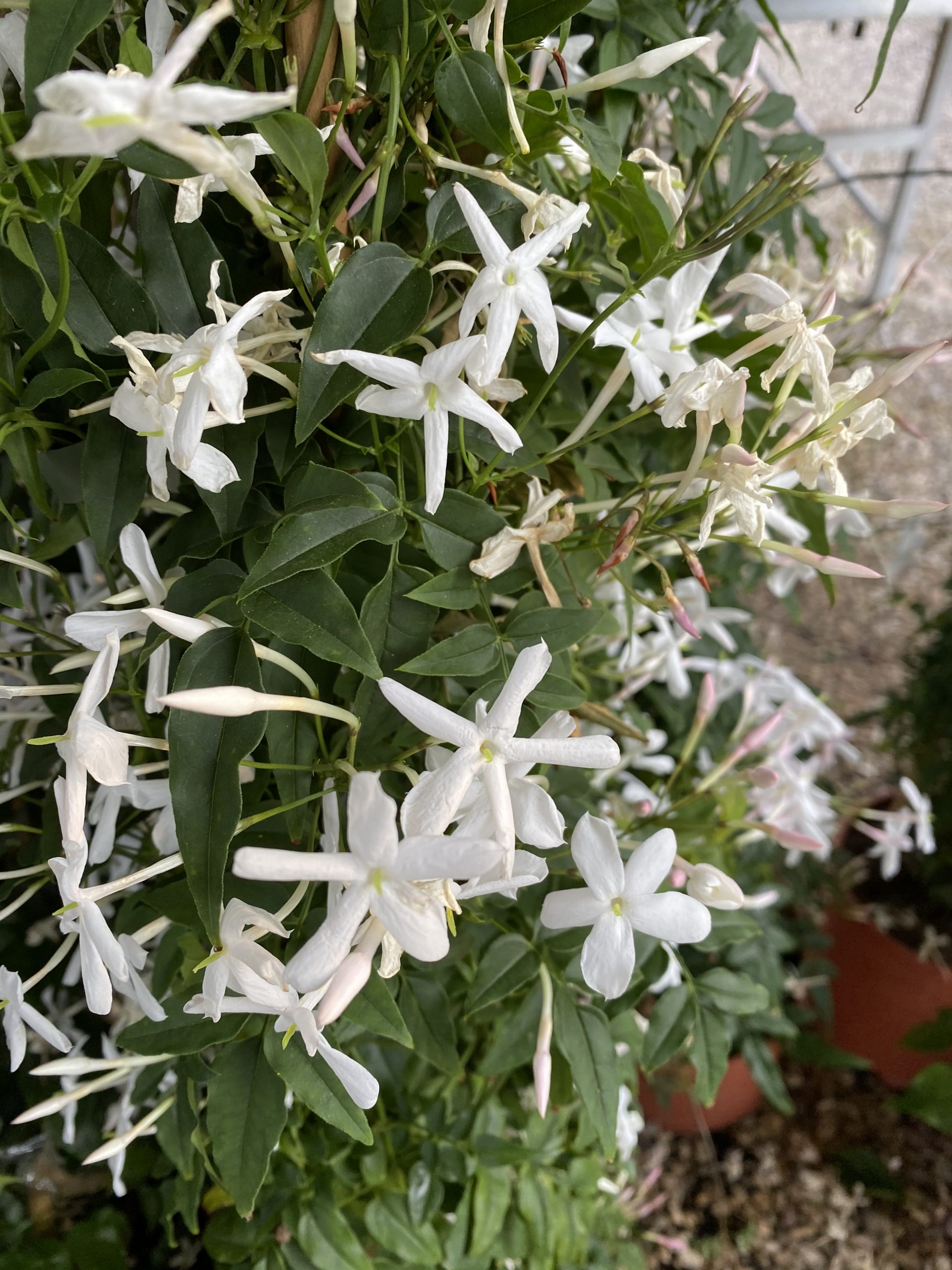 Gelsomino Polyanthum Vivaio Roma Garden