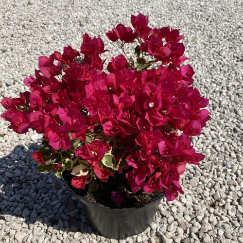 233A09EF-41E4-4676-B944-E0553E7E70BA