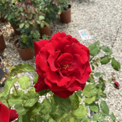 48907487-70E5-4E85-8179-46CDC7FB8BA6