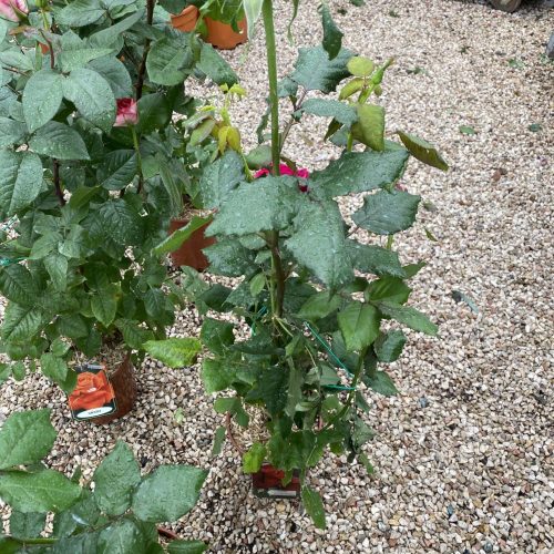 5C140935-5369-4DEA-93CD-8039E1135732