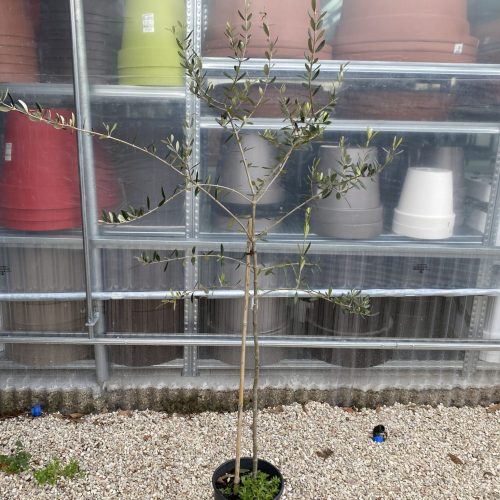 7DF465A6-A140-42D6-BEF2-E816CD334B51