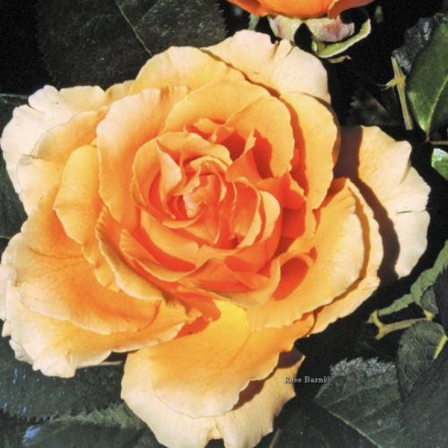 9A3483CE-5B4B-4964-B861-9728D7E91697