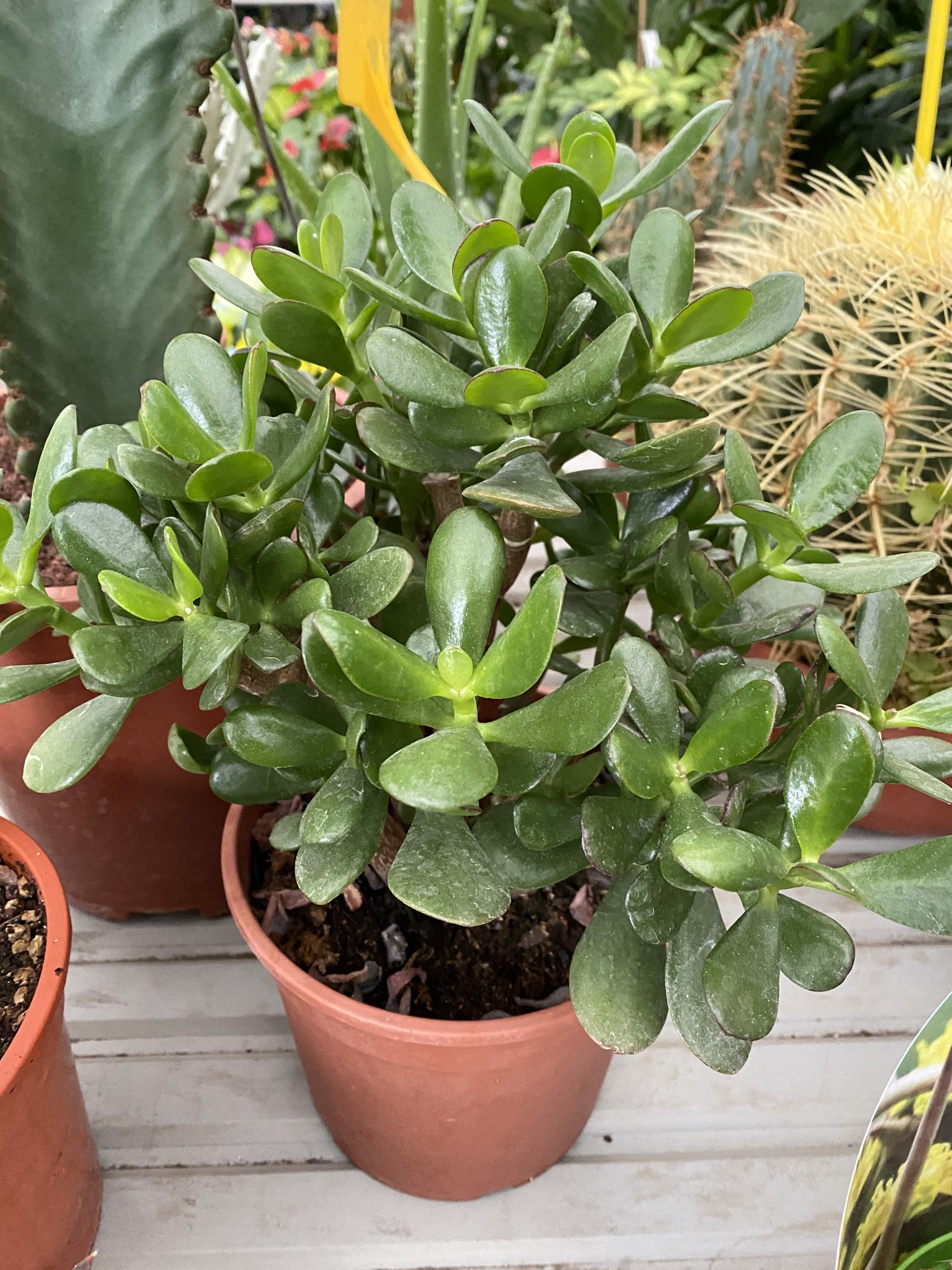 Crassula Ovata Vivaio Roma Garden