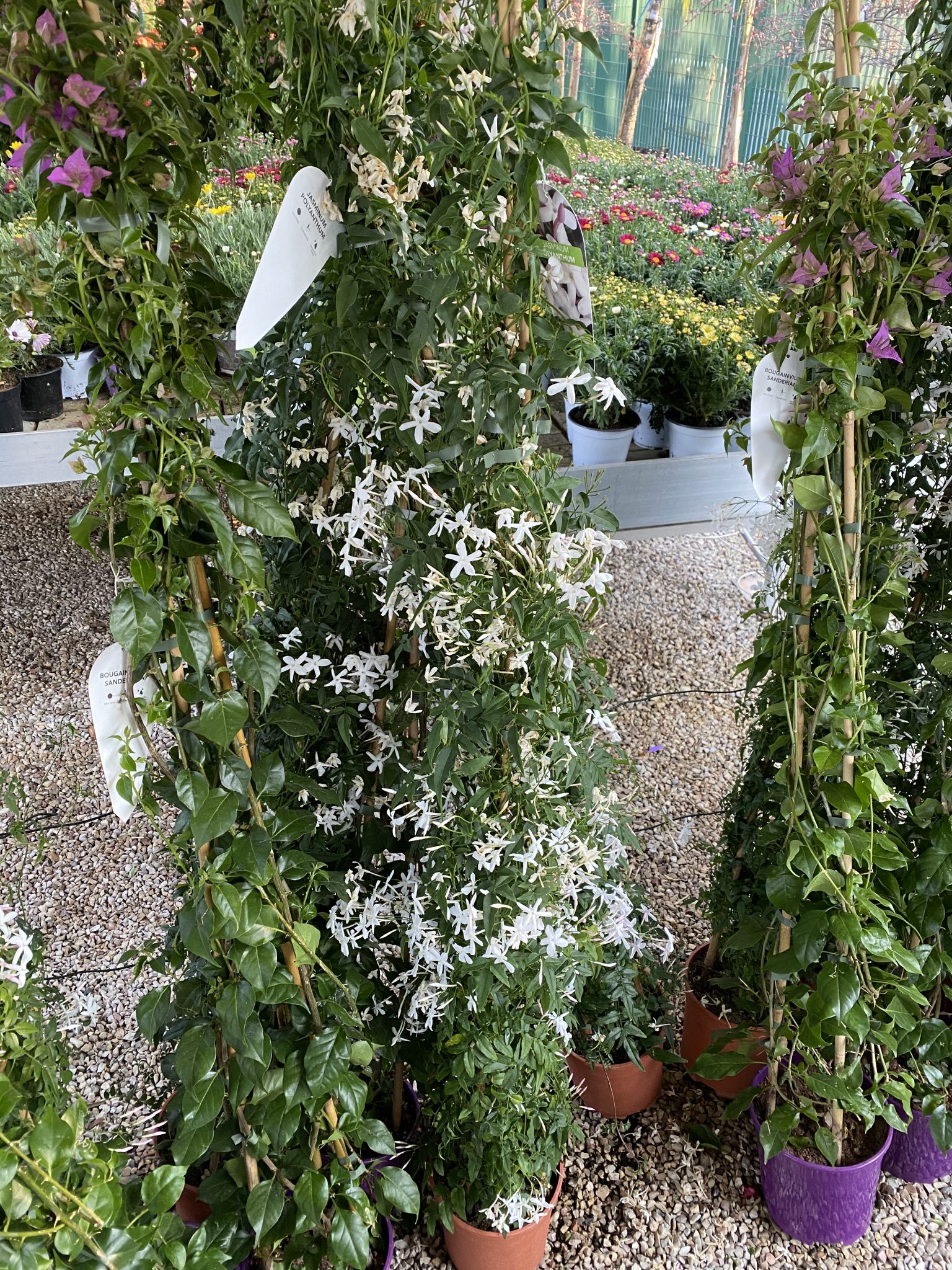Gelsomino Polyanthum Vivaio Roma Garden