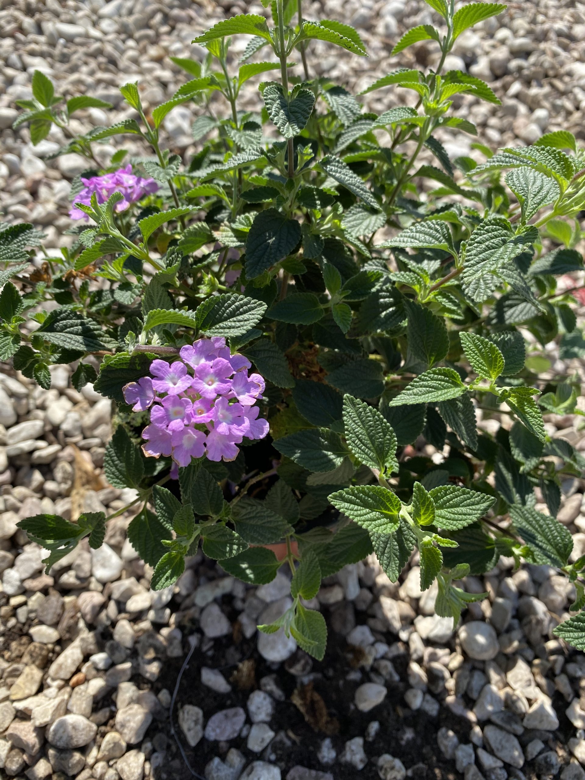 Lantana sellowiana alba