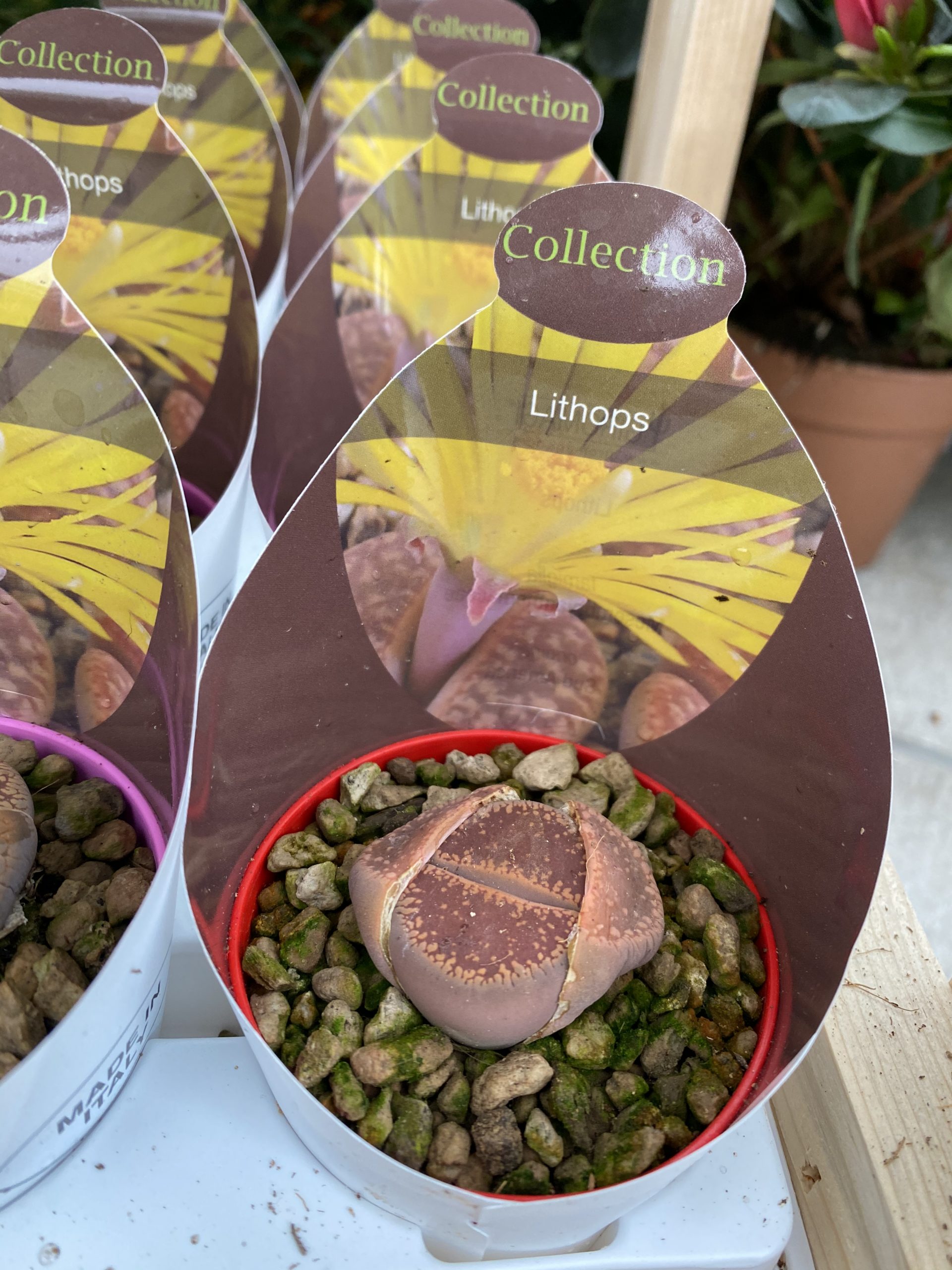 Lithops Semi | Acquisti Online Su - Foto 1