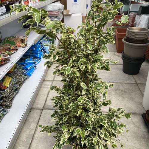 5DAE5D66-1202-4720-BB4A-68AB2B66AAB9