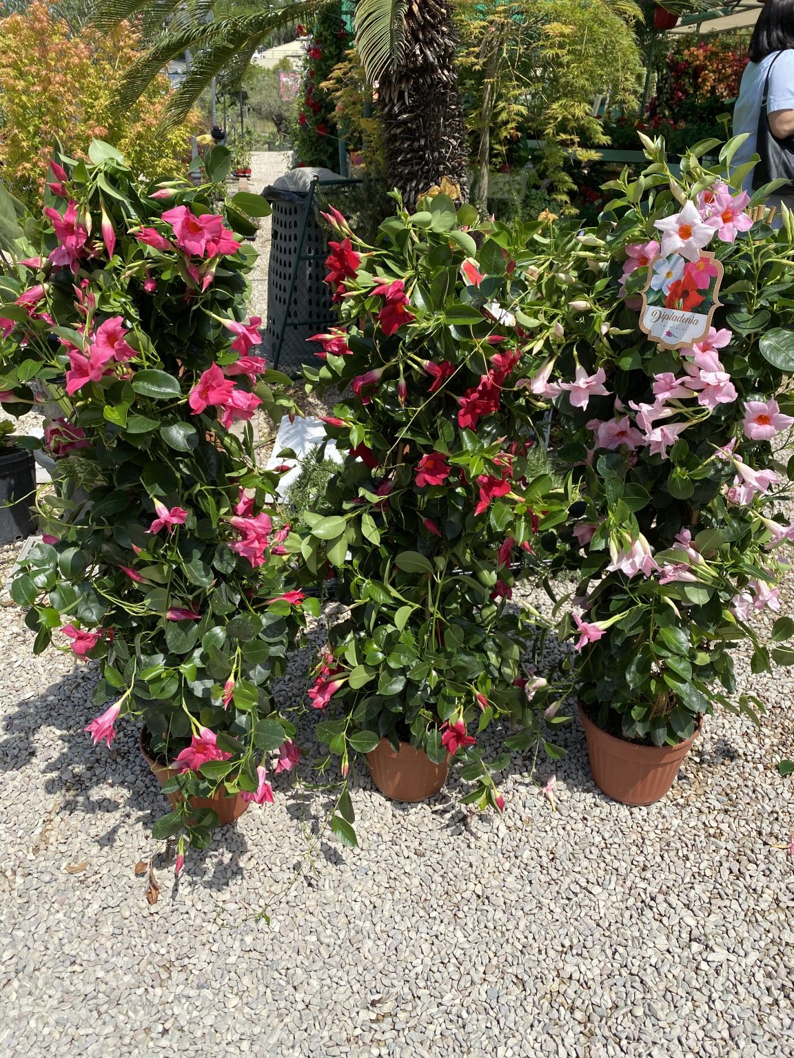 Dipladenia media Vivaio Roma Garden