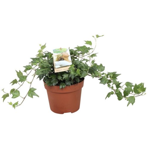 BDAB4AE1-522A-49F9-A1EA-1240E0A2F0D6