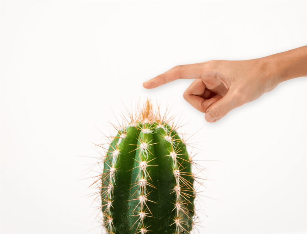 cactus.png
