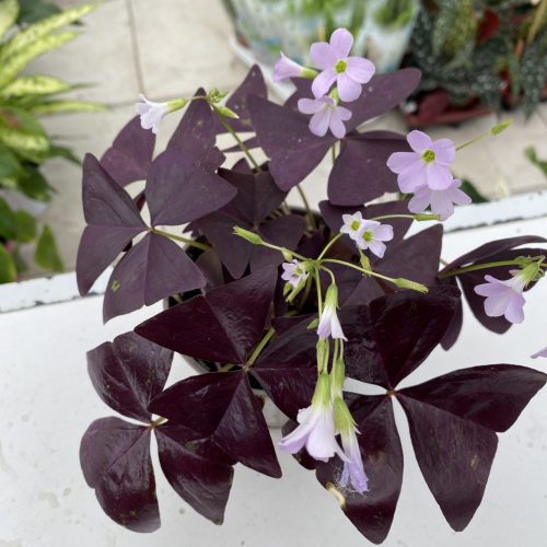 1995C3E2-0D10-43EA-8924-9546DF77E958