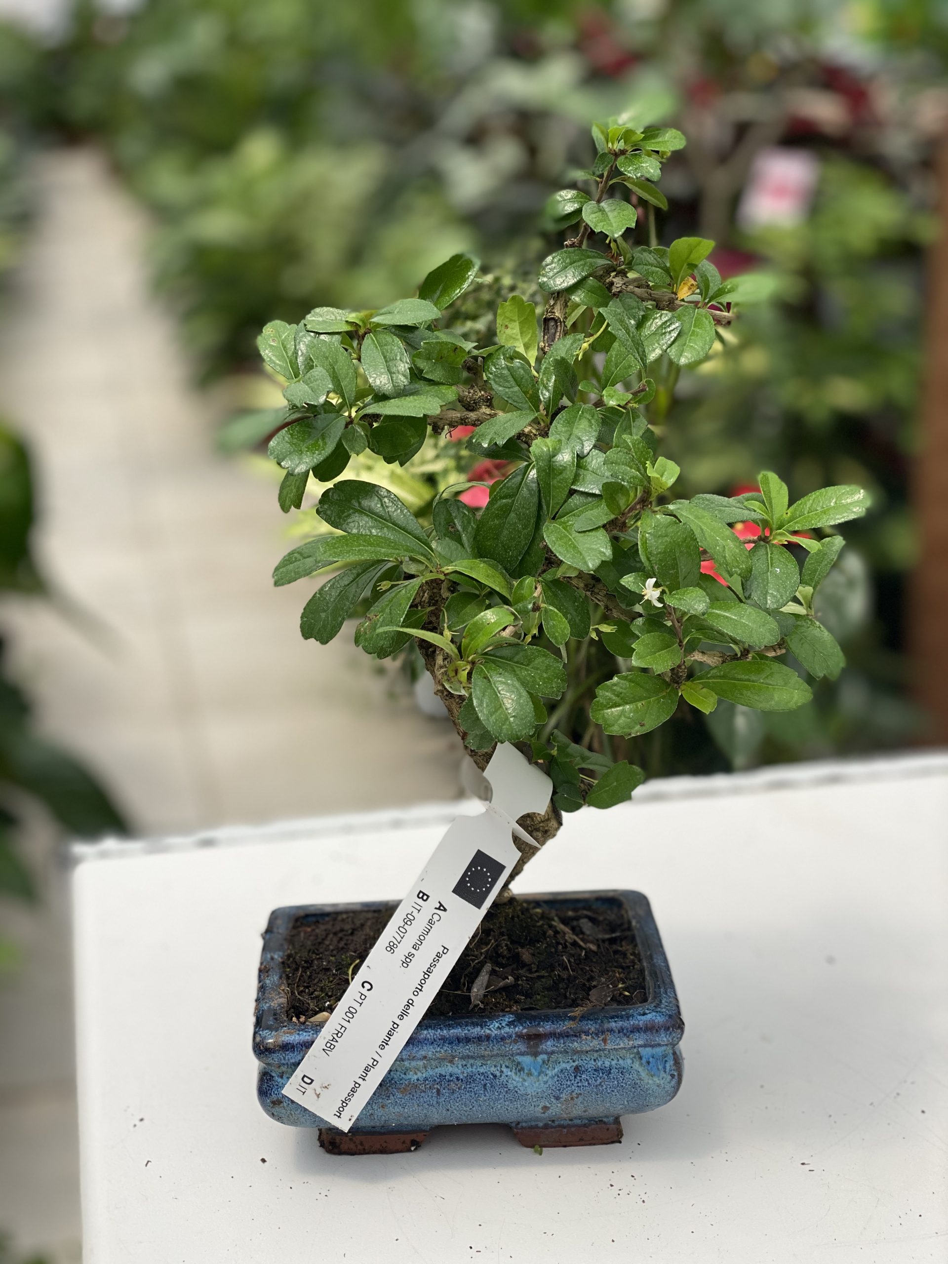  Bonsai  di Carmona  Vivaio Roma Garden