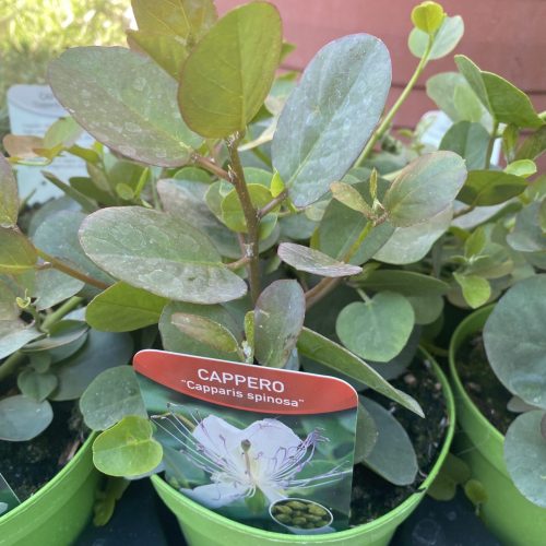 7269DC4F-77D8-4E78-8E86-99269F15431E