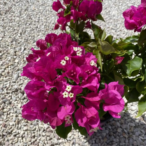 89347DB7-B902-447B-8863-6B0887DC6D51