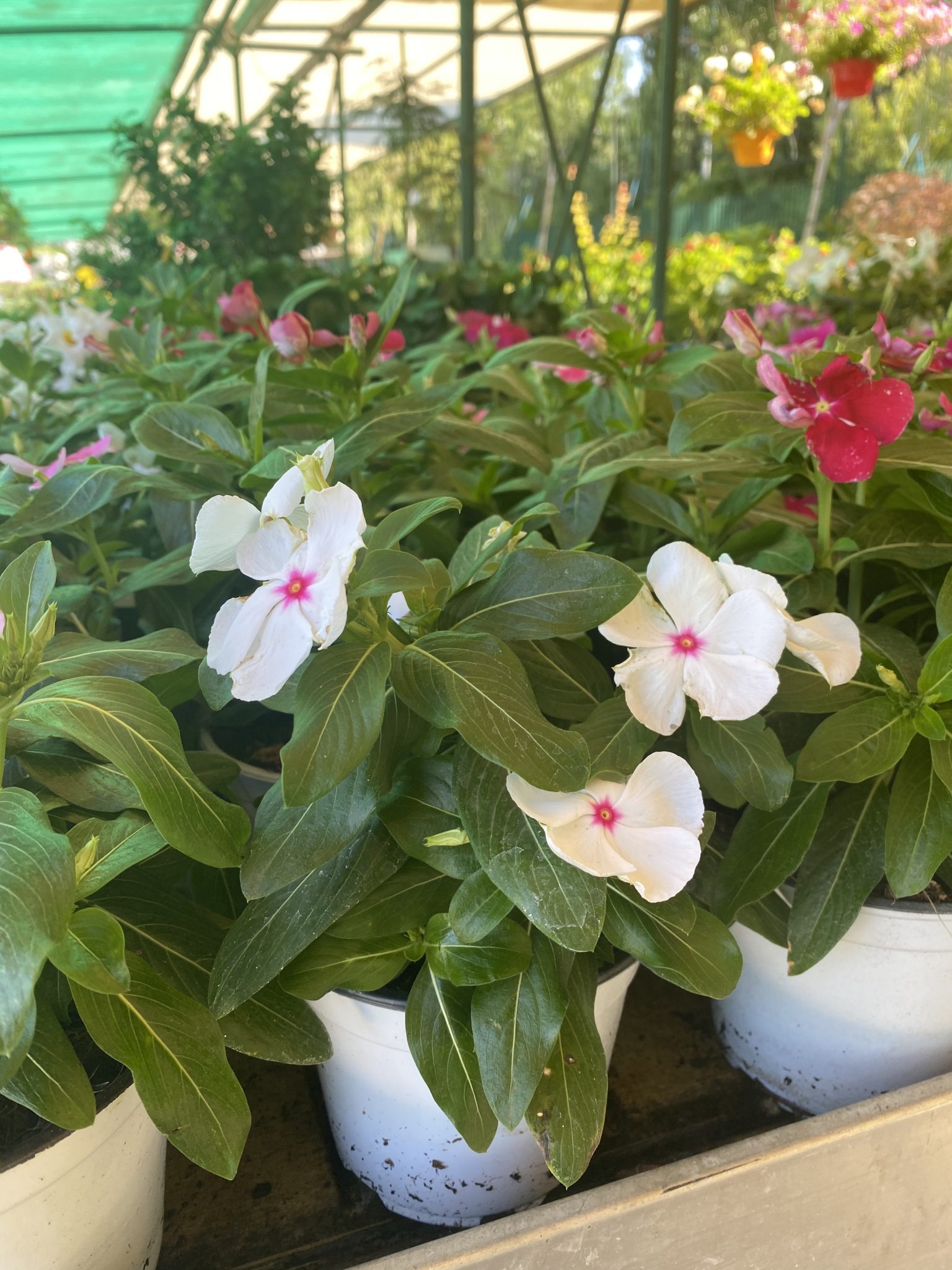 Vinca v14 Vivaio Roma Garden