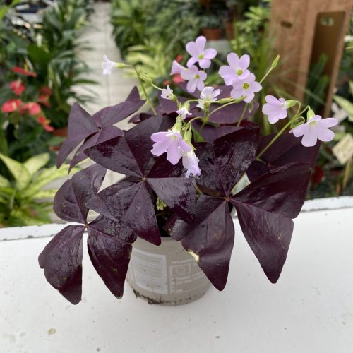 E089F763-1B3C-47E0-A7AE-A24EDA0A46D1