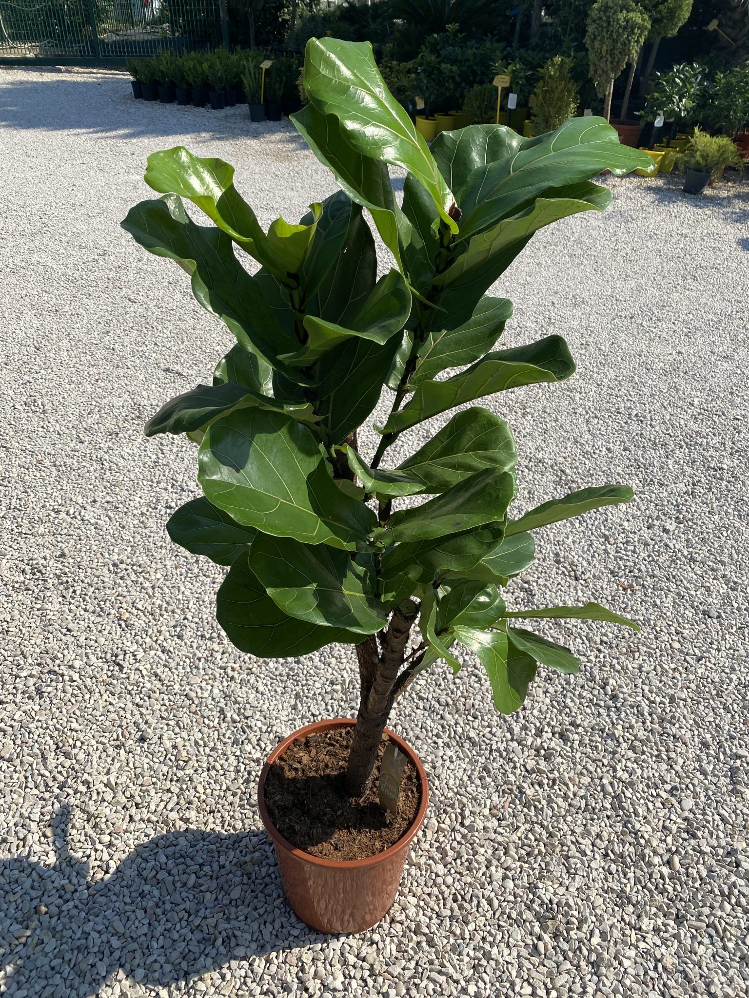 pianta sempreverde da esterno in vaso