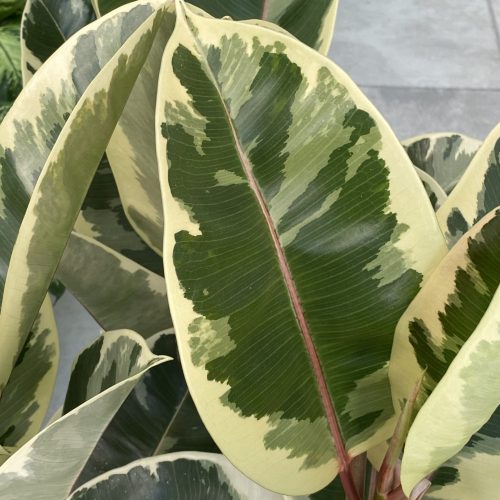 831F8141-85DD-4C71-BC51-C26F2E9F25FC