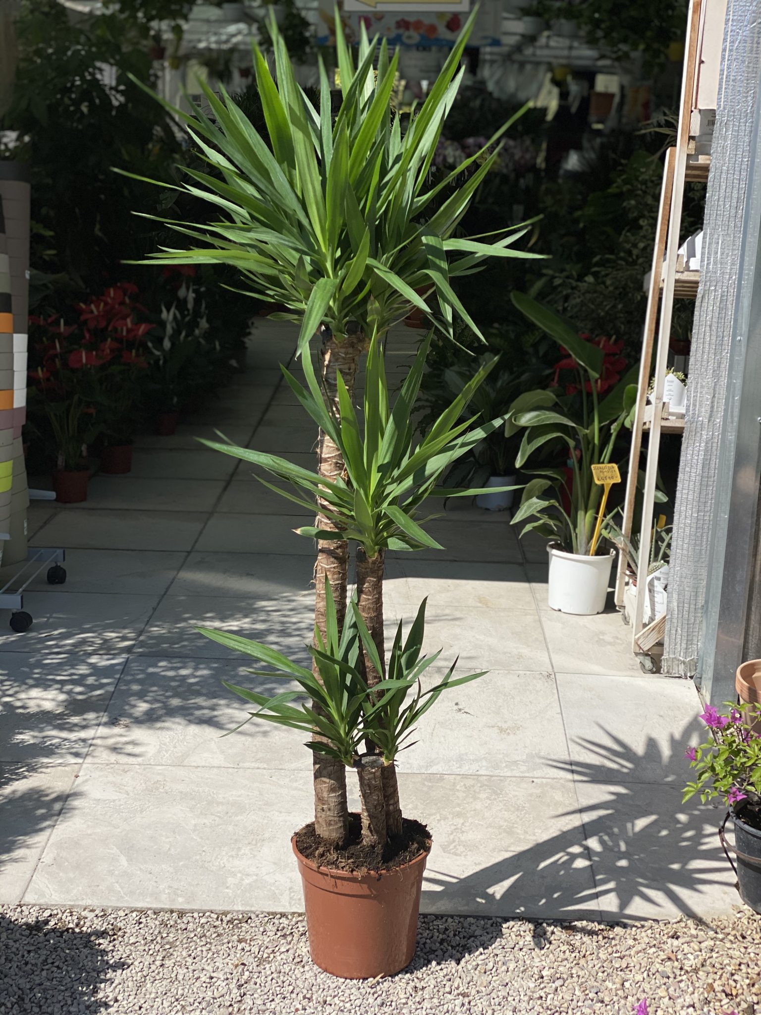 Yucca “Tronchetto Felicità” Vivaio Roma Garden