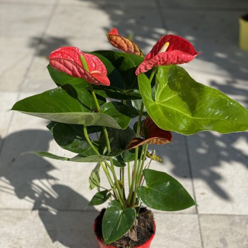 D653CD3A-9C65-48E7-A514-86B1901955B0