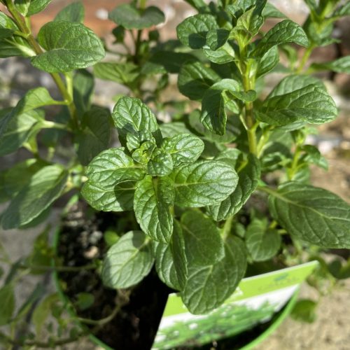 F6F8316D-6773-4D37-A025-C8E601ADC73B