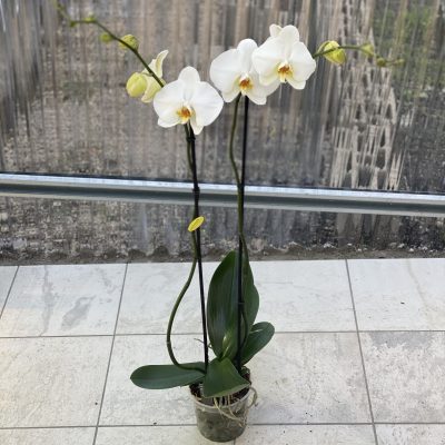 Orchidee da interno