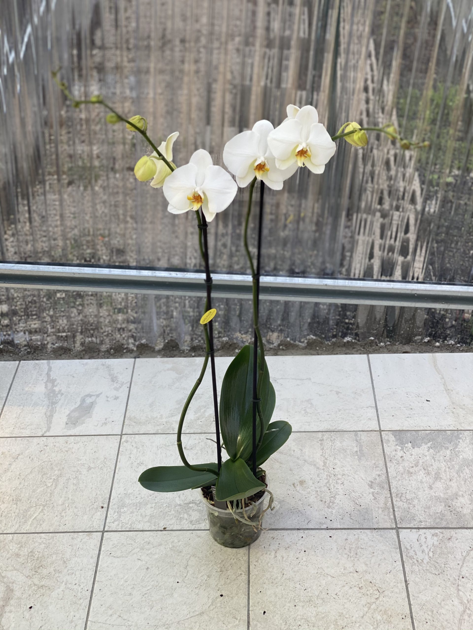 Orchidea 2 rami 90cm - Vivaio Roma Garden
