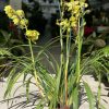 Orchidea Cymbidium Giallo