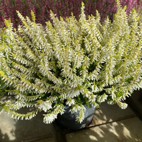 BDC414DA-C72C-43C7-99F9-EB4E8AAA588A