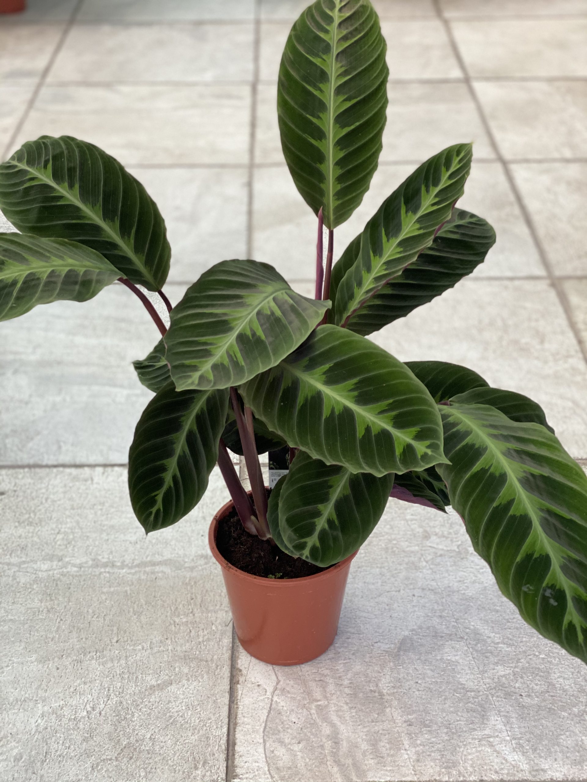  CALATHEA WARSCEWICZII  Vivaio Roma Garden