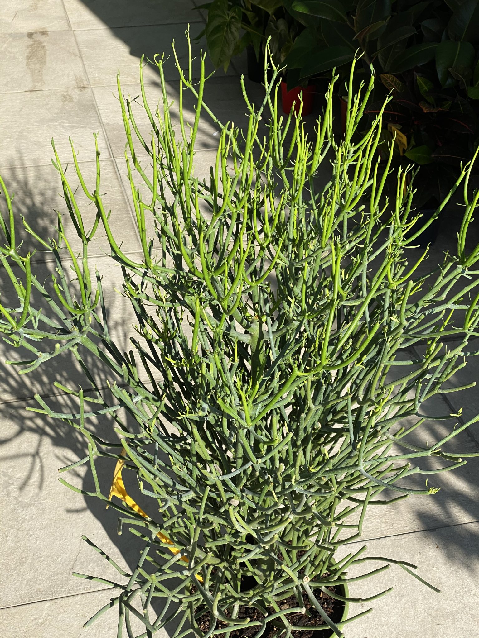 Euforbia Tirucalli (Albero Delle Matite) – Pianta Vera Altezza 180cm, Vaso 27cm, POWERS TO FLOWERS, Succulenta Da Interno